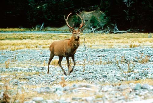 Red deer stag 