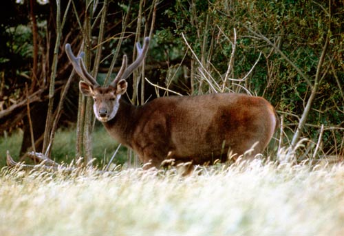 Sambar stag 