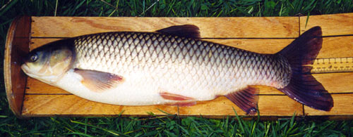 Grass carp