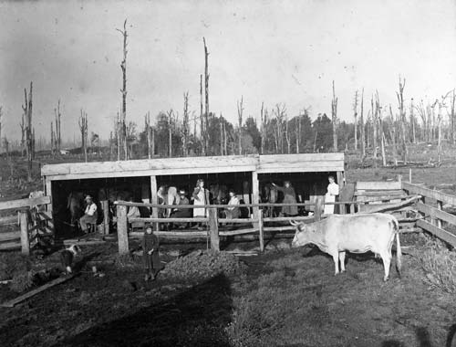 Early milking shed