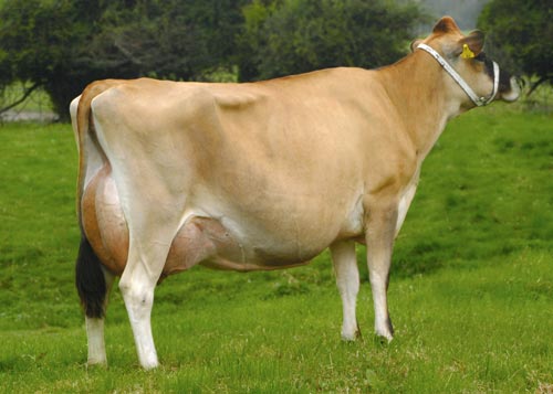 image of a jersey cow