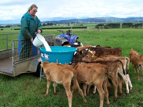 Feeding the calves