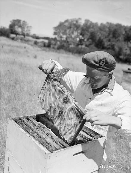 Ex-serviceman beekeeper