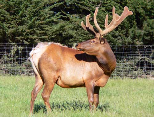 Wapiti 