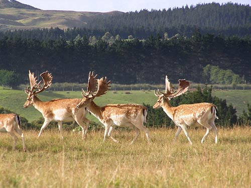 Fallow deer stags