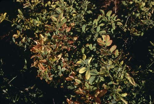 Trace element deficiency