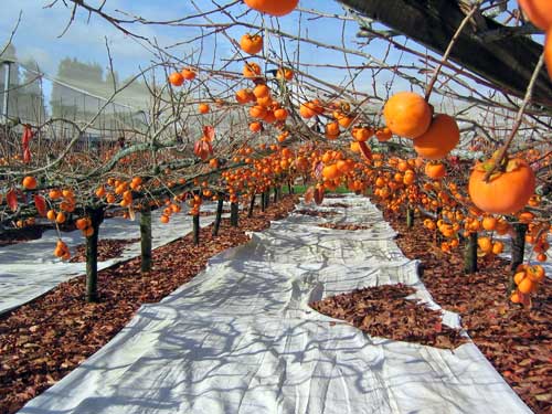 Persimmon orchard