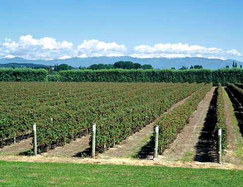 Boysenberry orchard