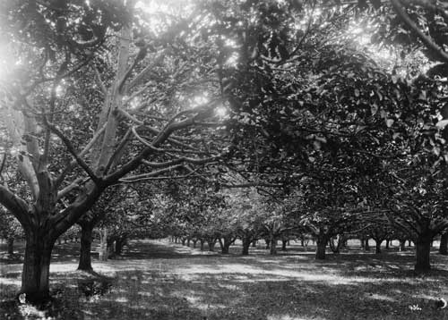 Walnut orchard