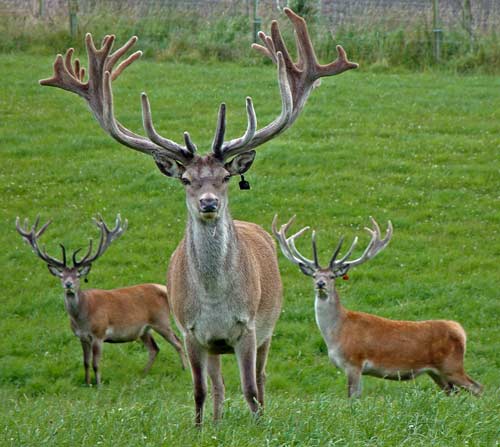 Trophy red stags