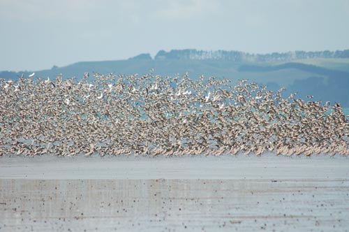 Kaipara birds