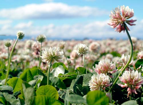 White clover flowers