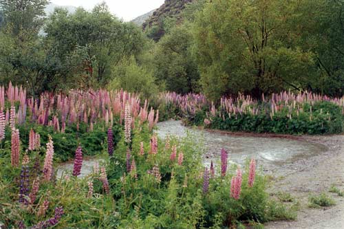 Lupins in the Arrow River bed