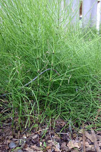 Field or common horsetail