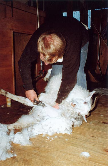Shearing a goat