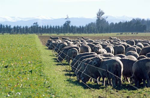 Break-feeding turnips and grass