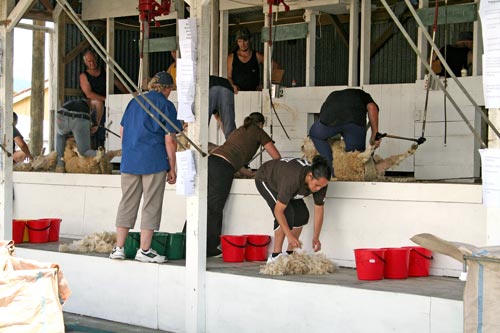 Shearing competition