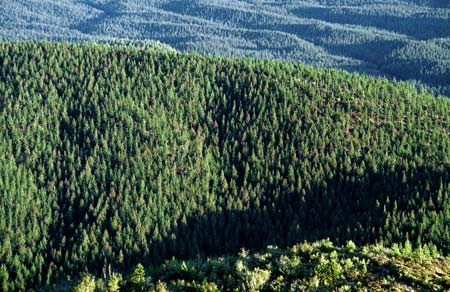 Radiata pine plantation