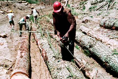 Delimbing a log 