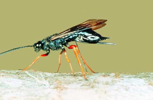 Female sirex wasp