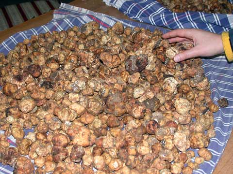 Bianchetto truffles 