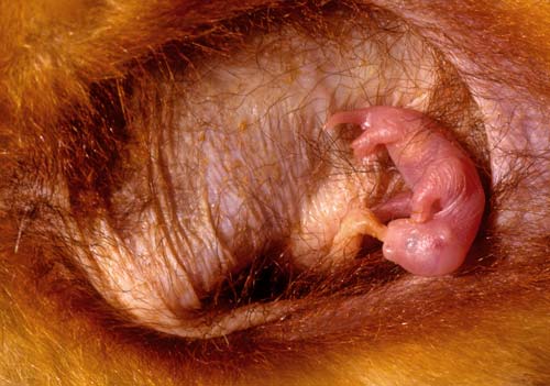 Young possum in pouch