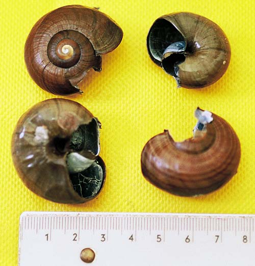 Possum-damaged snail shells