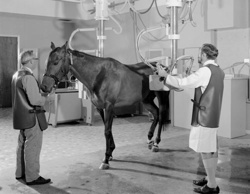 X-raying a horse, 1962
