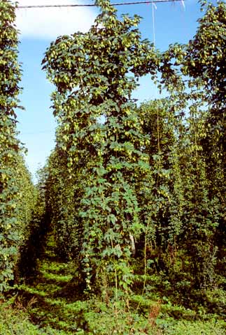 Hop vines