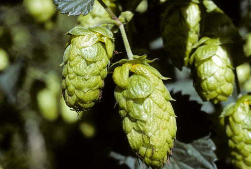 Hop flower cones