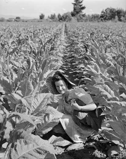 Picking tobacco