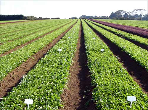 Image Result For Family Vegetable Garden