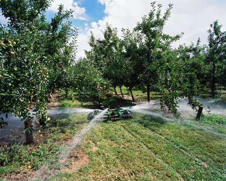Heretaunga orchards