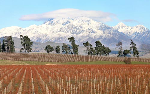 Vineyards, Awatere valley 