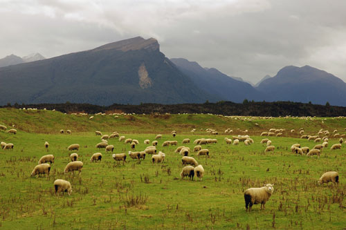 Sheep farm, Southland