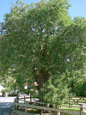 Samuel Marsden's pear tree