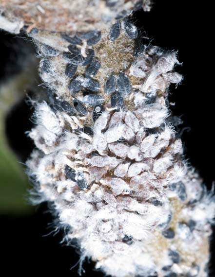 Woolly apple aphid