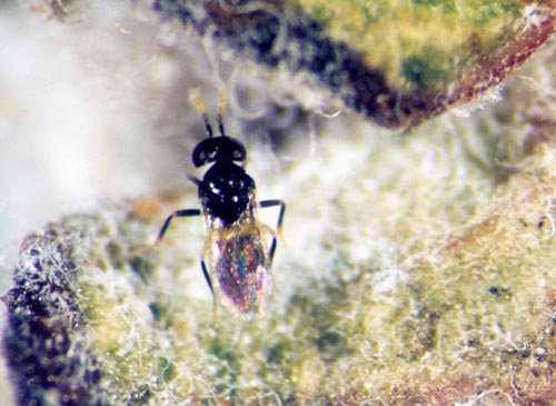 Wasp parasite of woolly apple aphid