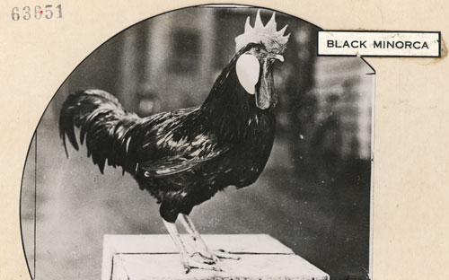 Black Minorca cockerel 