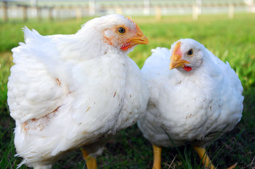 Chicken Farming Steps to  Success and Making Money - Farming with Broiler Chickens in SA 