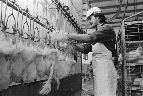 Processing chickens