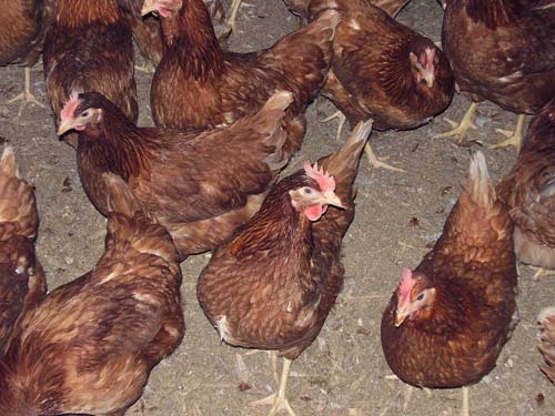 Barn-raised hens