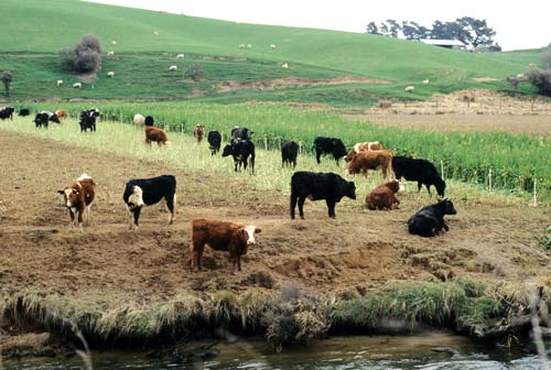 Break-feeding cattle