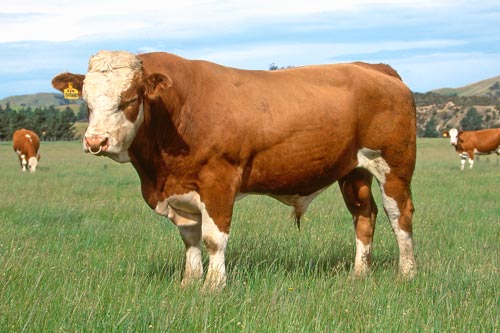 Simmental bull – Beef farming – Te Ara Encyclopedia of New 