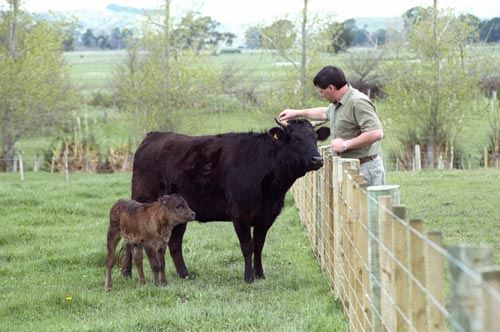 Wagyu cow and calf 
