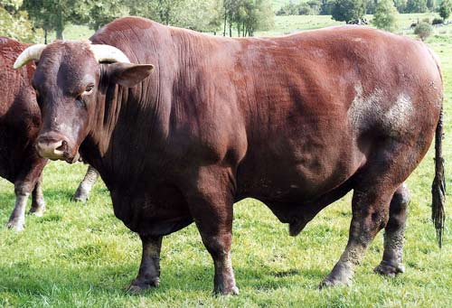 Santa Gertrudis bull 