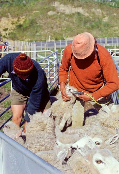 Drenching lambs