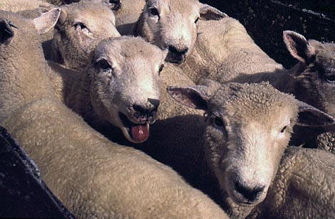 Lambs panting