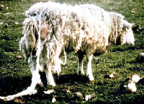 Sheep with scrapie 