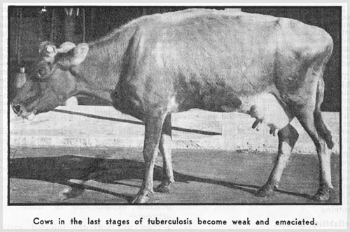 Tuberculosis in cattle